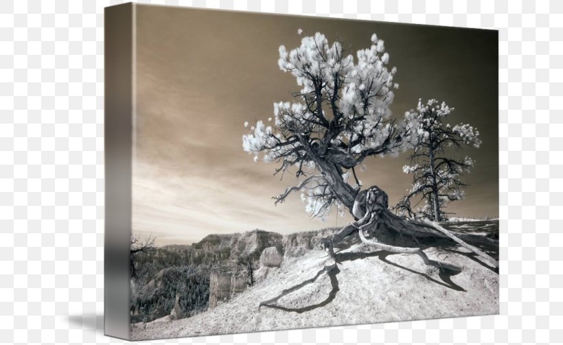 Fine Art Photograph Work Of Art Sculpture, PNG, 650x503px, Art, Artist, Black And White, Branch, Bryce Canyon National Park Download Free