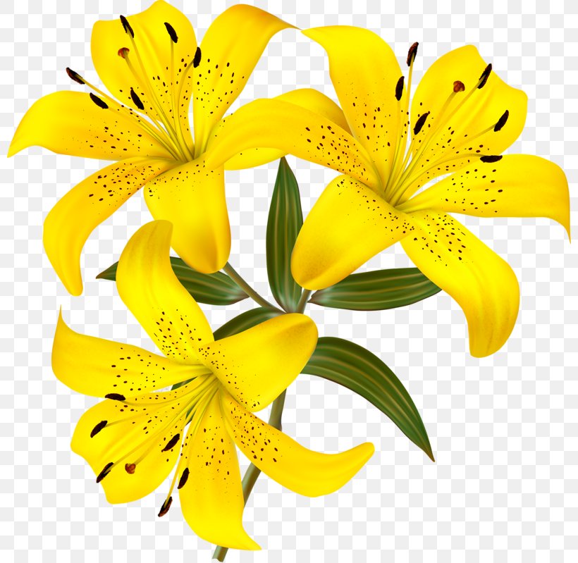 Flower Lilium Clip Art, PNG, 800x799px, Flower, Alstroemeriaceae, Cut Flowers, Flowering Plant, Lilium Download Free