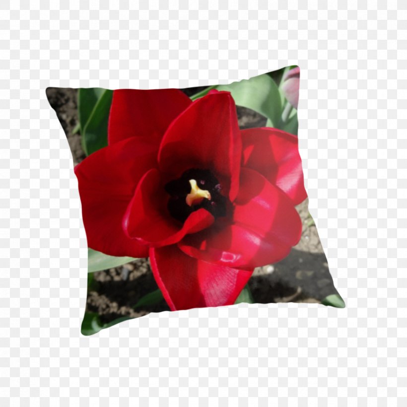 Throw Pillows Flowering Plant Cushion, PNG, 875x875px, Throw Pillows, Cushion, Family, Flower, Flowering Plant Download Free