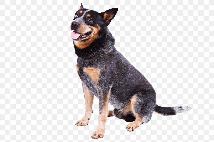 Australian Cattle Dog Australian Stumpy Tail Cattle Dog Border Collie Breed, PNG, 1170x780px, Australian Cattle Dog, Australia, Australian Kelpie, Australian Stumpy Tail Cattle Dog, Border Collie Download Free