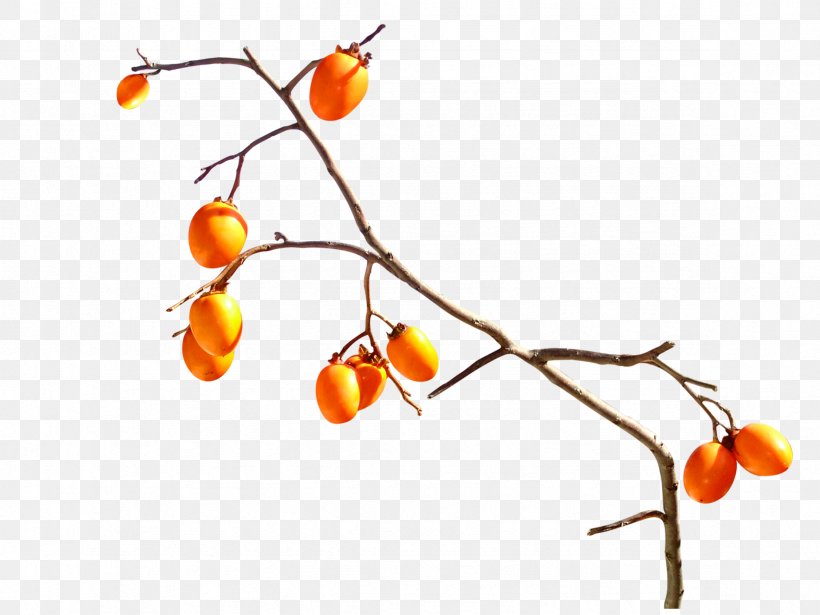 Fruit Persimmon Orange Tangerine, PNG, 2362x1772px, Fruit, Branch, Citrus Xd7 Sinensis, Japanese Persimmon, Kumquat Download Free