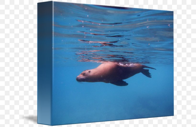 Sea Lion Walrus Underwater Dolphin, PNG, 650x532px, Sea Lion, Aqua, Biology, Dolphin, Fauna Download Free