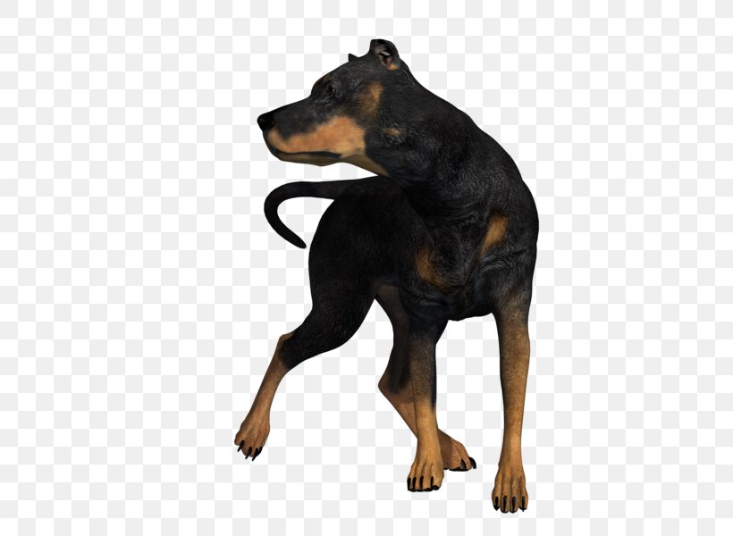 black and tan terrier similar breeds