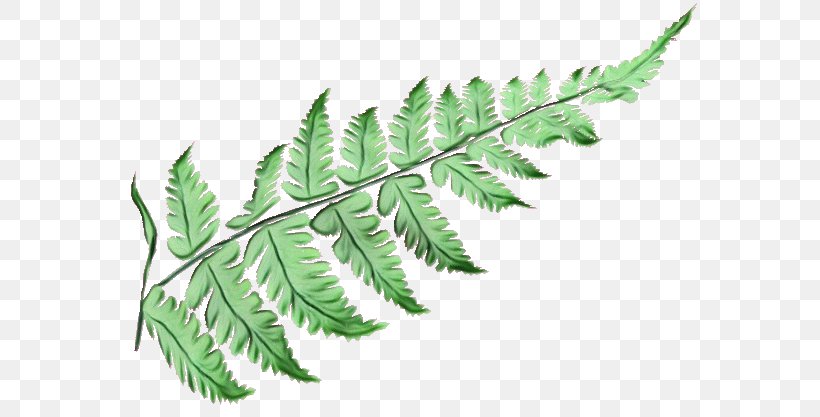 Fern, PNG, 600x417px, Watercolor, Fern, Ferns And Horsetails, Flower, Flowering Plant Download Free