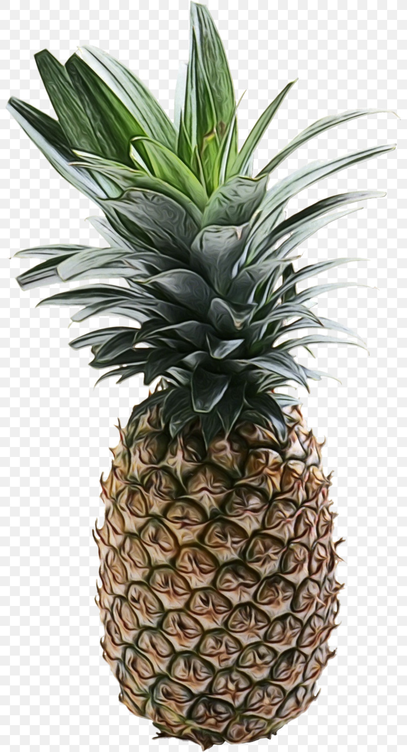 Pineapple, PNG, 800x1514px, Watercolor, Biology, Flowerpot, Fruit, Paint Download Free