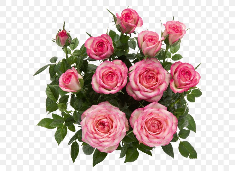 Rosa Danica A/S Garden Roses Flower Pink, PNG, 600x600px, Rosa Danica As, Annual Plant, Artificial Flower, Color, Cultivar Download Free