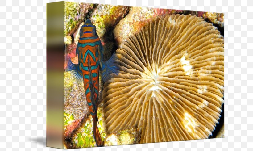 Coral, PNG, 650x489px, Coral, Invertebrate, Organism Download Free