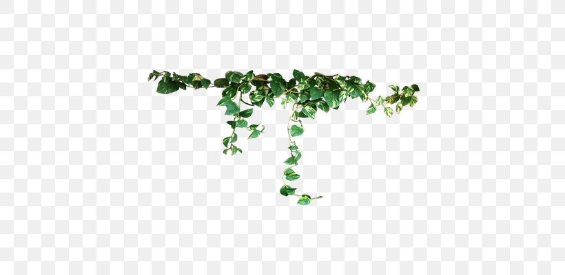 Vine Plant Vetiver, PNG, 400x400px, Vine, Areca Palm, Branch, Common Ivy, Flowering Plant Download Free