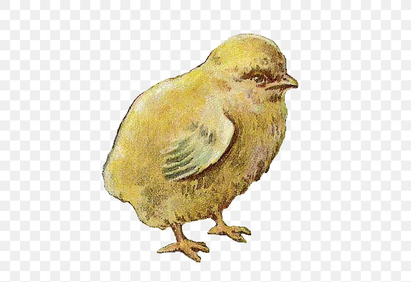 Art Port Moody Station Clip Art, PNG, 496x562px, Art, Antique, Beak, Bird, Chicken Download Free