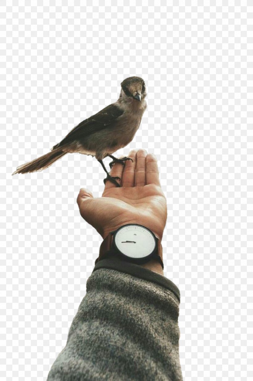 Bird Blog Like Button, PNG, 851x1280px, Bird, Beak, Blog, Fauna, Feather Download Free