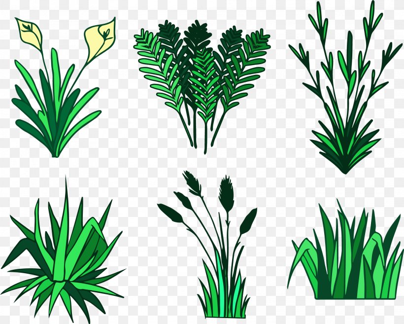 Flower Arum-lily Euclidean Vector, PNG, 2117x1698px, Flower, Aquarium Decor, Arecaceae, Arecales, Arumlily Download Free