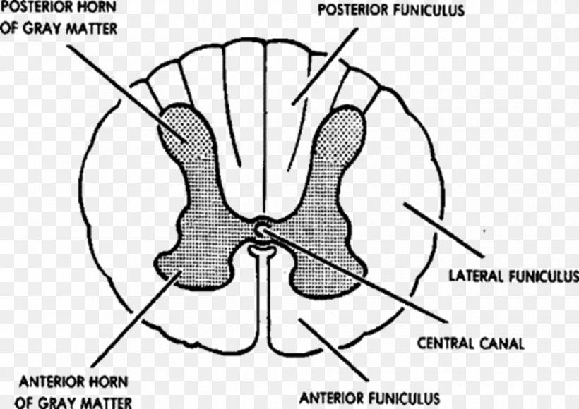 Spinal Cord Grey Matter Vertebral Column Central Nervous System Anatomy, PNG, 880x623px, Watercolor, Cartoon, Flower, Frame, Heart Download Free