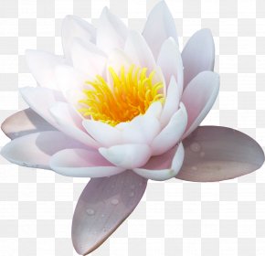 Water Lily Nelumbo Nucifera Flower Stock Photography, PNG, 780x1172px ...