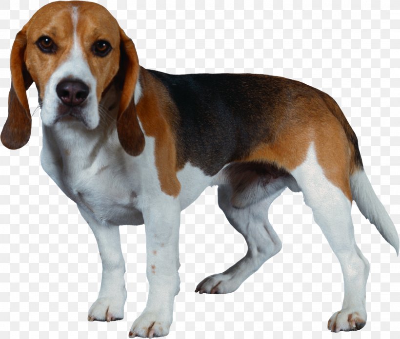 Beagle-Harrier Beagle-Harrier Shiba Inu Puppy, PNG, 2282x1939px, Harrier, American Foxhound, American Kennel Club, Animal, Beagle Download Free