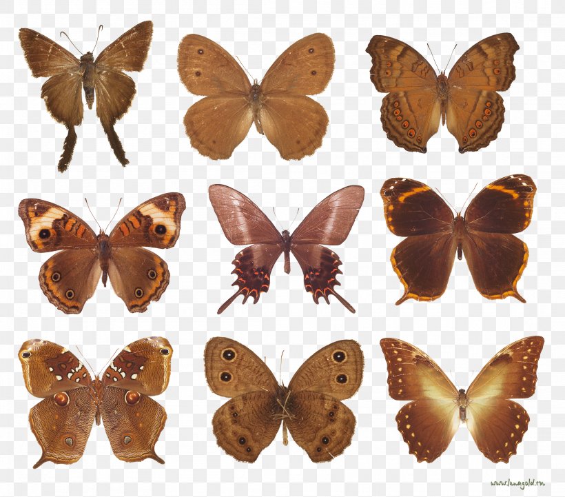 Brush-footed Butterflies Butterflies And Moths Clip Art, PNG, 2201x1936px, Brushfooted Butterflies, Arthropod, Brush Footed Butterfly, Butterflies And Moths, Butterfly Download Free