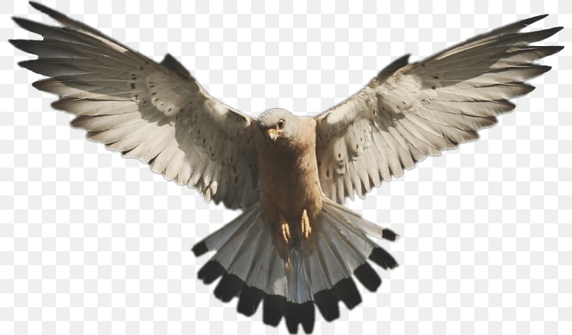 Falcon Clip Art, PNG, 799x480px, Falcon, Accipitriformes, Beak, Bird, Bird Of Prey Download Free