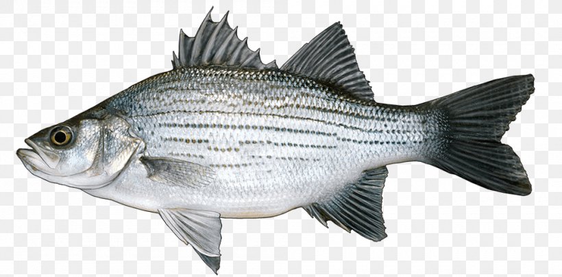 Fishing Barramundi White Bass, PNG, 1000x493px, Fish, Angling, Barramundi, Bass, Bonyfish Download Free