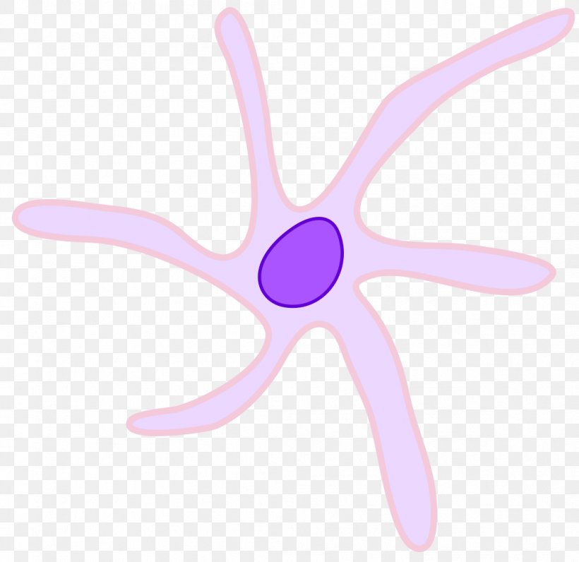 Dendritic Cell White Blood Cell Langerhans Cell Progenitor Cell, PNG, 1054x1024px, Dendritic Cell, Blood, Blood Cell, Cell, Dendrite Download Free