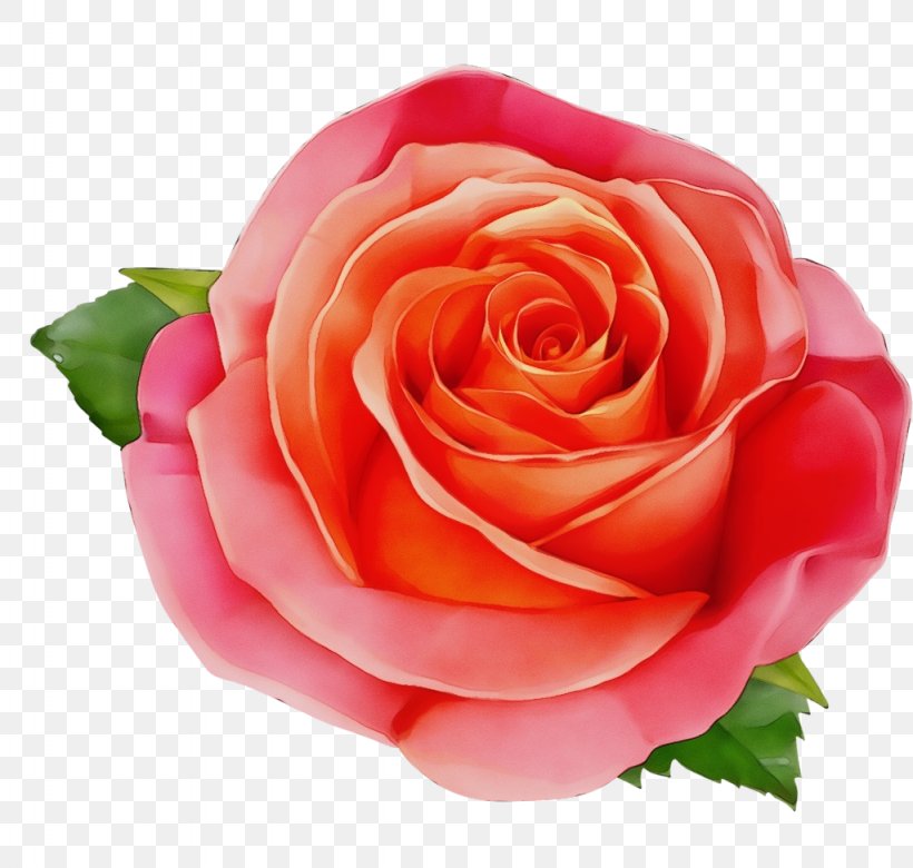 Garden Roses, PNG, 1024x975px, Watercolor, Floribunda, Flower, Flowering Plant, Garden Roses Download Free