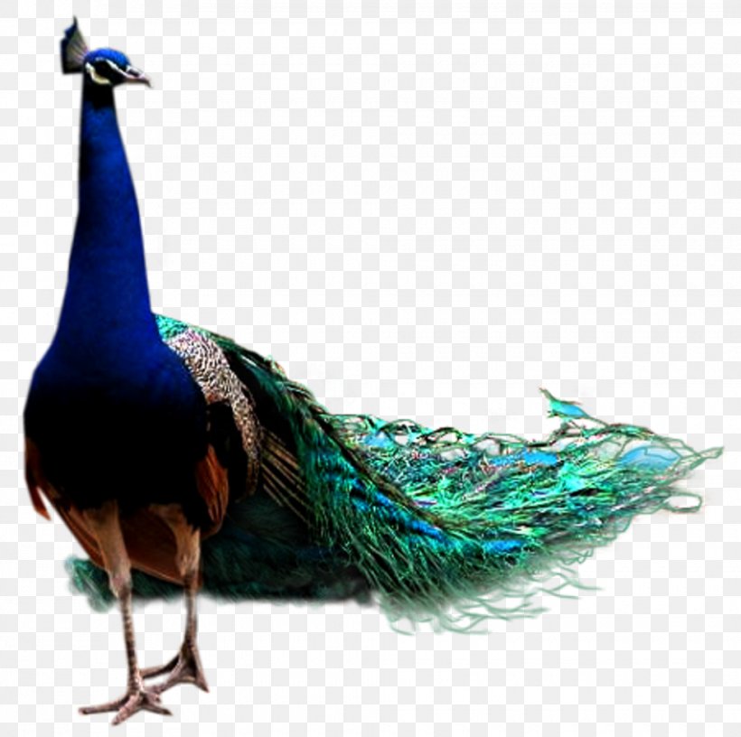 Bird Peafowl Transparency Clip Art, PNG, 980x976px, Bird, Asiatic Peafowl, Beak, Display Resolution, Feather Download Free