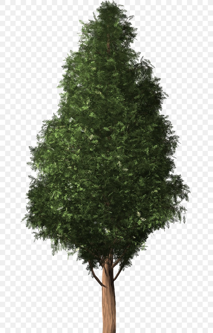 Tree Cedar Austrocedrus Conifers Woody Plant, PNG, 662x1280px, Tree, Austrocedrus, Branch, Cedar, Christmas Tree Download Free