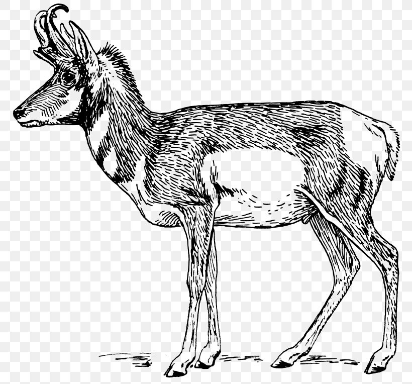 A Pronghorn Antelope A Pronghorn Antelope Drawing, PNG, 800x764px, Pronghorn, Animal, Animal Figure, Antelope, Black And White Download Free