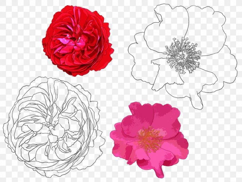 Beach Rose Garden Roses Drawing Flower Painting, PNG, 1024x768px, Beach Rose, Animation, Cartoon, Cut Flowers, Drawing Download Free