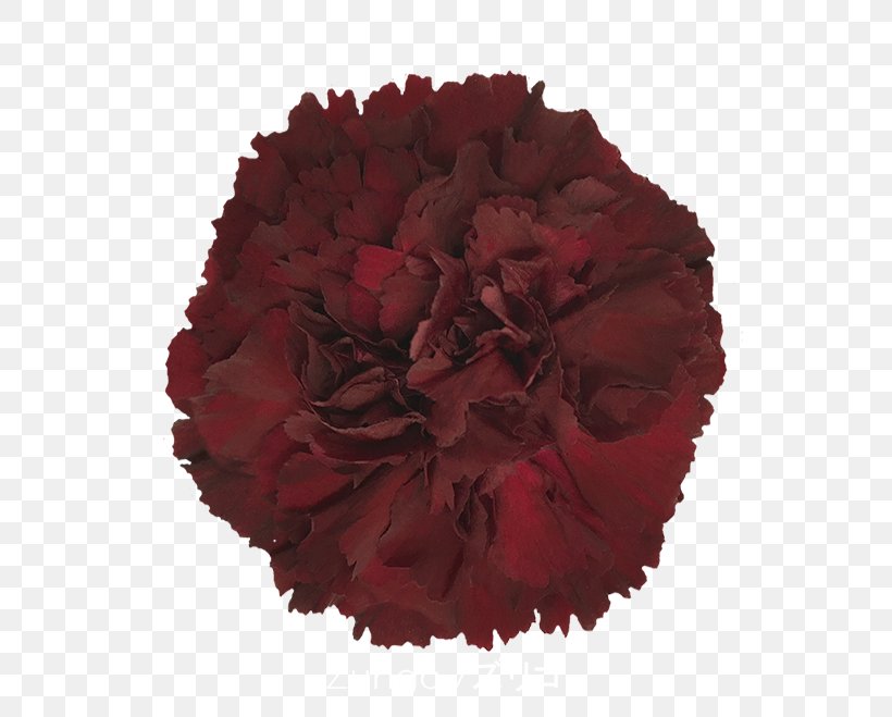 Carnation Cut Flowers Rose Colibri Flowers S.A., PNG, 600x659px, Carnation, Apple, Baccarat, Colibri Flowers Sa, Cut Flowers Download Free
