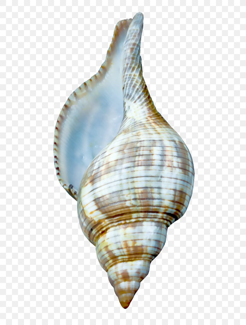 Cockle Seashell Charonia Tritonis Clip Art, PNG, 510x1080px, Cockle, Bivalvia, Charonia, Charonia Tritonis, Clam Download Free