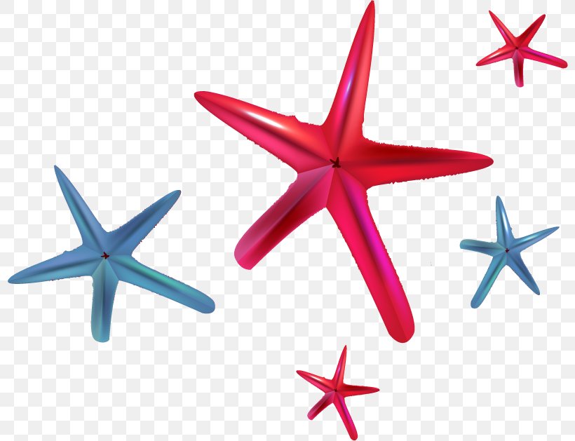 Euclidean Vector Starfish Clip Art, PNG, 800x629px, Starfish, Blue, C String Handling, Class, Digital Media Download Free