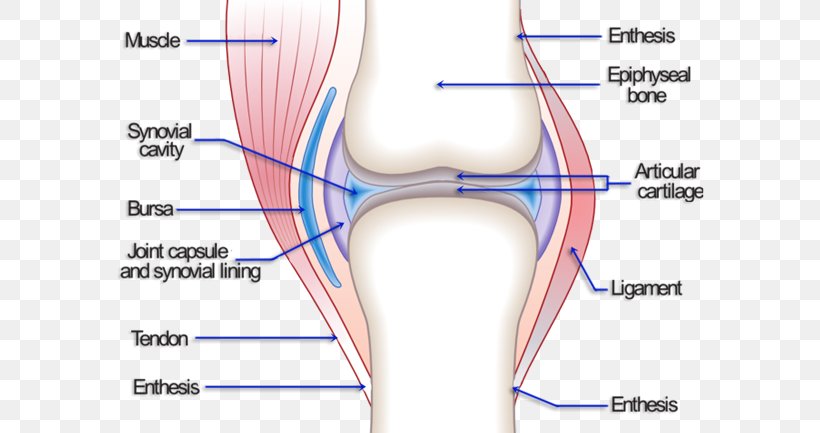 Knee Pain Joint Hip Osteoarthritis, PNG, 600x433px, Watercolor, Cartoon, Flower, Frame, Heart Download Free