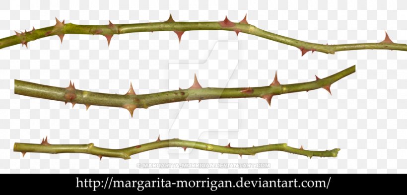 Thorns, Spines, And Prickles Plant Stem Rose Clip Art, PNG, 900x432px, Thorns Spines And Prickles, Art, Branch, Drawing, Flower Download Free