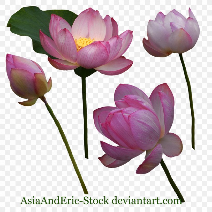 Cut Flowers Lilium Tulip Plant Stem, PNG, 1000x1000px, Cut Flowers, Aquatic Plant, Bud, Crocus, Flower Download Free