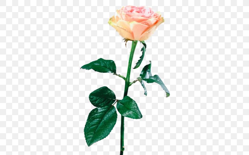 Flower Garden Roses Still Life: Pink Roses Beach Rose, PNG, 512x512px, Flower, Artificial Flower, Beach Rose, Blue Rose, Blume Download Free