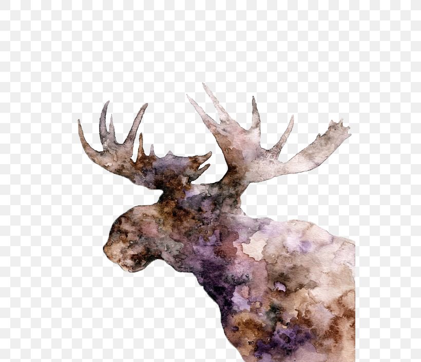 Moose Deer Elk Watercolor Painting, PNG, 564x706px, Moose, Antler, Deer, Drawing, Elk Download Free