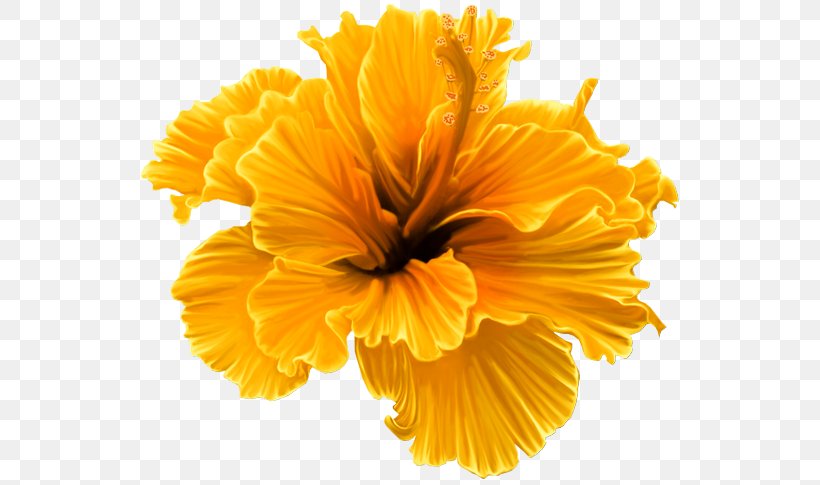 Shoeblackplant Flower Petal Clip Art, PNG, 550x485px, Shoeblackplant, Calendula, Cut Flowers, Floral Design, Flower Download Free