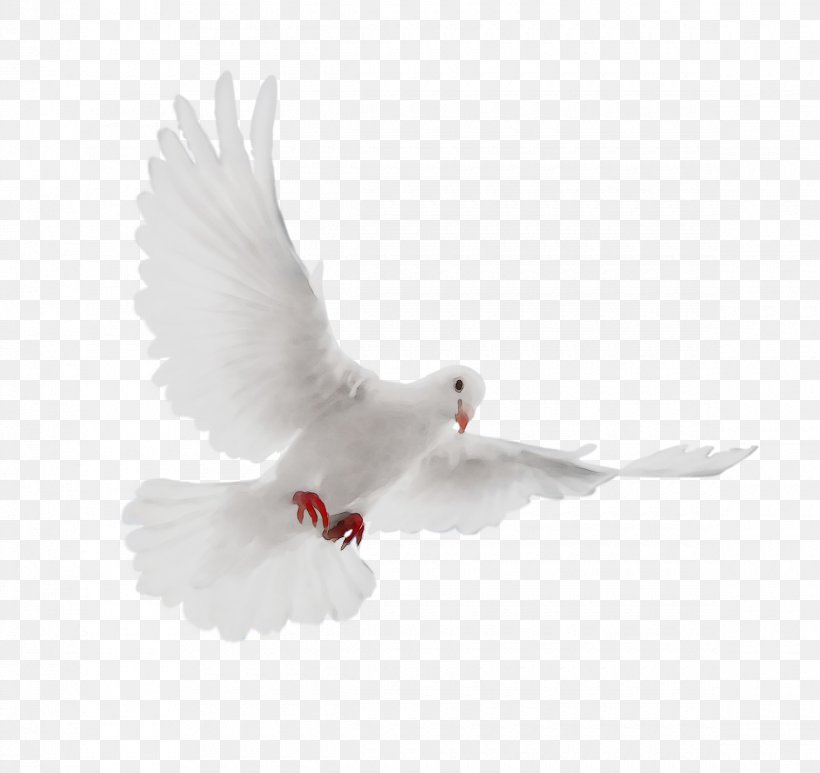 Pigeons And Doves Beak Feather, PNG, 2340x2208px, Pigeons And Doves, Beak, Bird, Feather, Peace Download Free
