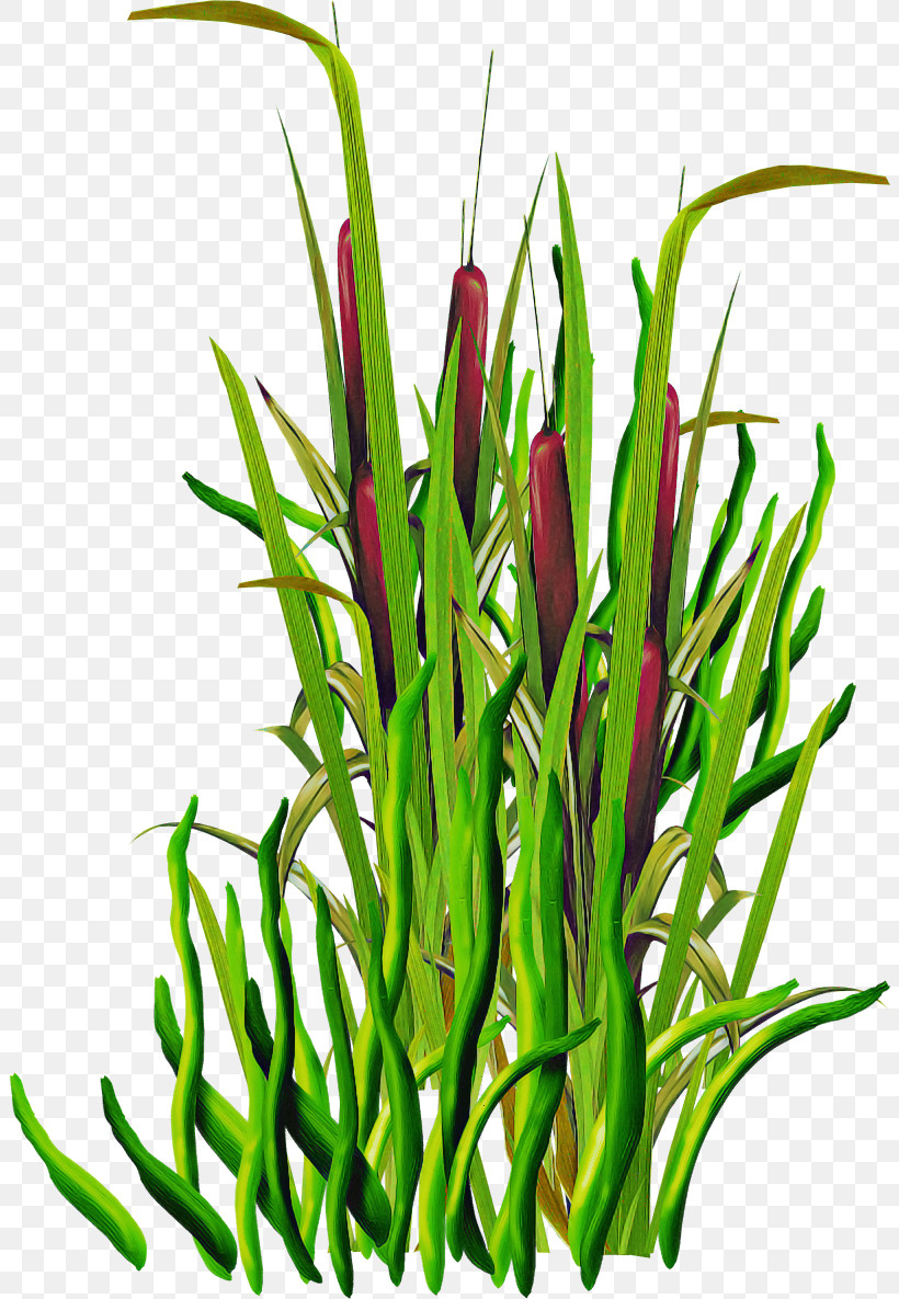 Plant Grass Flower Grass Family Plant Stem, PNG, 804x1185px, Plant, Aquarium Decor, Flower, Grass, Grass Family Download Free