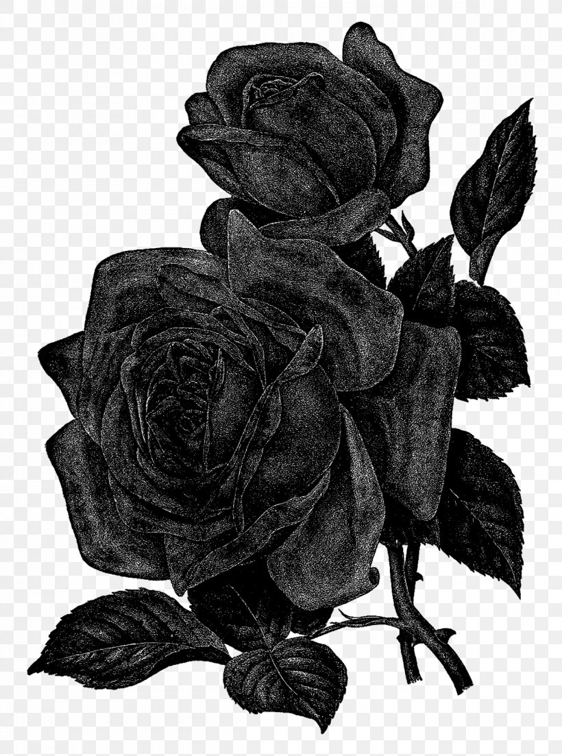 Centifolia Roses Flower Black And White Clip Art, PNG, 1189x1600px, Centifolia Roses, Black And White, Cut Flowers, Digital Image, Drawing Download Free