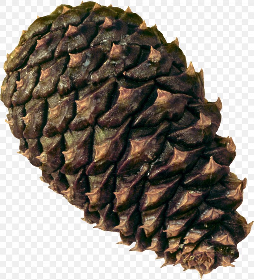 Coulter Pine Conifer Cone Conifers Baeospora Myosura Cedar, PNG, 2027x2232px, Conifer Cone, Cone, Material, Pine, Pine Family Download Free