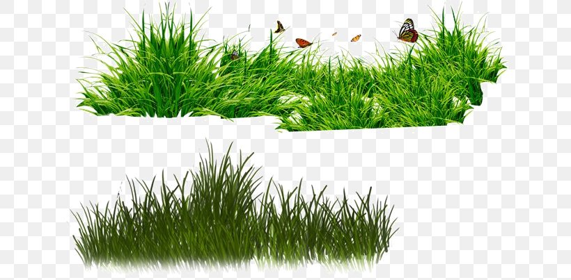 Drawing Of Family, PNG, 640x403px, Lawn, Aquarium Decor, Artificial Turf, Blog, Drawing Download Free