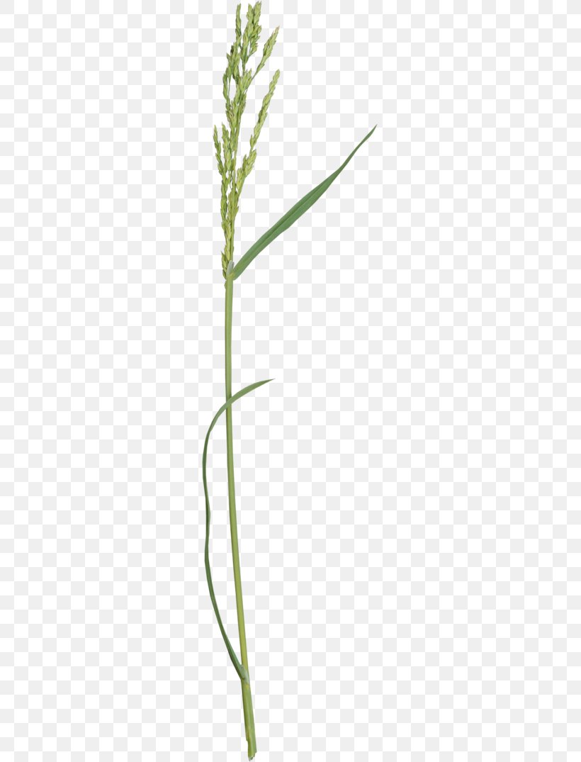 Grass Lawn Herbaceous Plant Twig Plant Stem, PNG, 249x1075px, Grass, Advertising, February, Flora, Grass Family Download Free