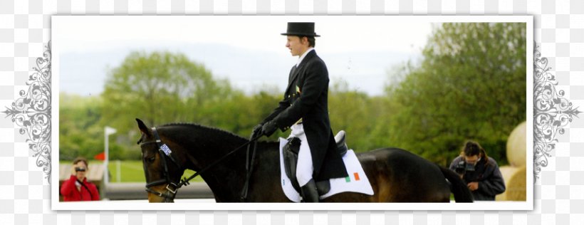 Hunt Seat Horse Stallion Dressage Rein, PNG, 862x333px, Hunt Seat, Animal Training, Bridle, Dressage, English Riding Download Free