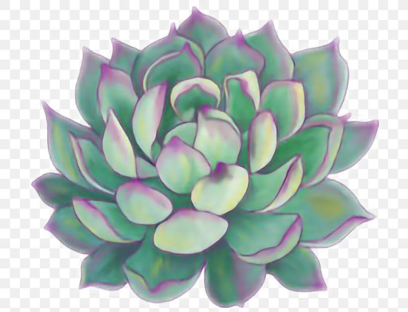 Kmart Botanical Stickers Succulent Plant Plants Cactus, PNG, 720x628px, Sticker, Aquatic Plant, Botany, Cactus, Common Houseleek Download Free