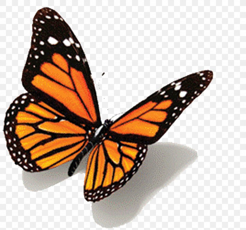Monarch Butterfly Tattoo Black Swallowtail, PNG, 1116x1045px, Butterfly, Abziehtattoo, Art, Arthropod, Black Swallowtail Download Free