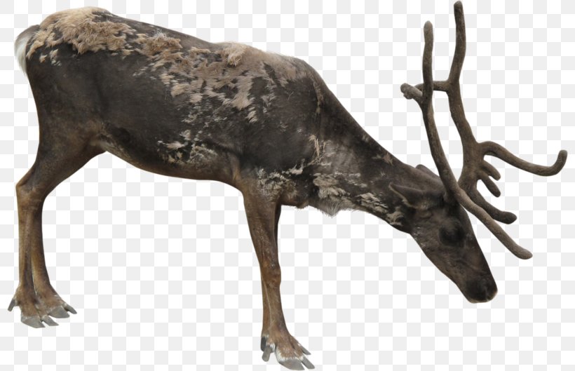 Reindeer Clip Art Elk, PNG, 800x529px, Reindeer, Animal, Antler, Bronze, Bronze Sculpture Download Free