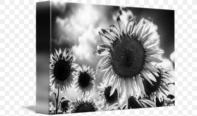 Still Life Photography Desktop Wallpaper Stock Photography, PNG, 650x485px, Photography, Black And White, Close Up, Closeup, Computer Download Free