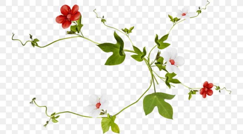 Vector Graphics Image Drawing Illustration, PNG, 740x453px, Drawing, Botany, Branch, Flower, Flowering Plant Download Free