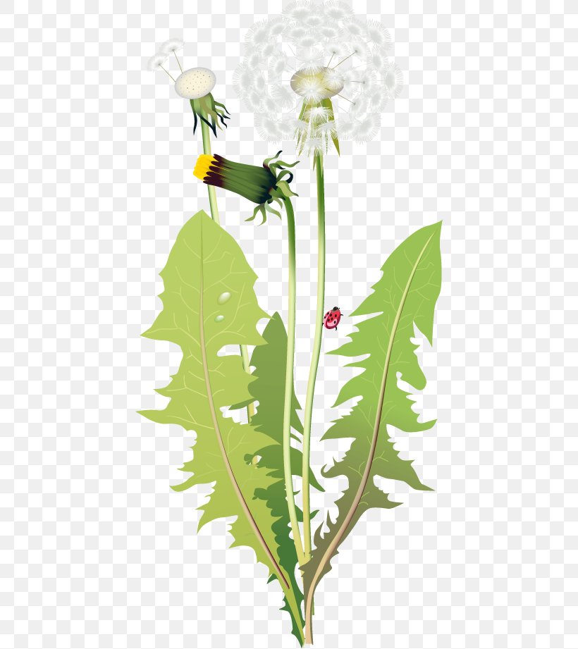 Dandelion Flower, PNG, 436x921px, Dandelion, Branch, Drawing, Flora, Floral Design Download Free