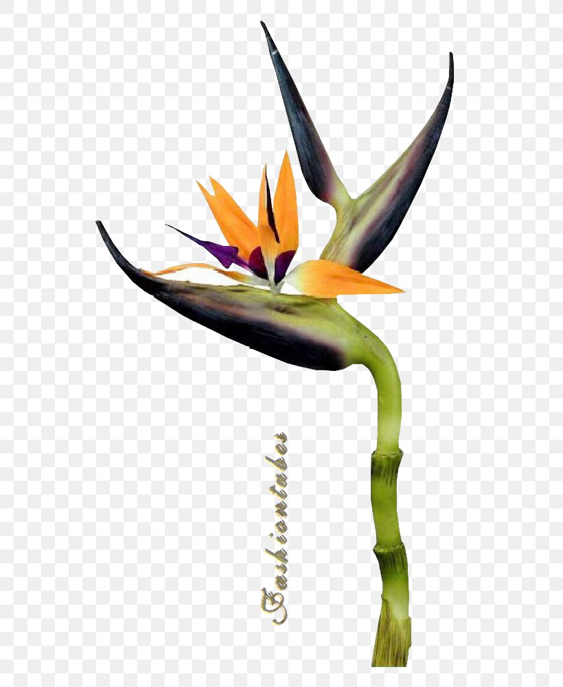 Flower Petal Drawing Bird, PNG, 591x1000px, Flower, Bird, Bird Of Paradise Flower, Birthday, Canvas Download Free